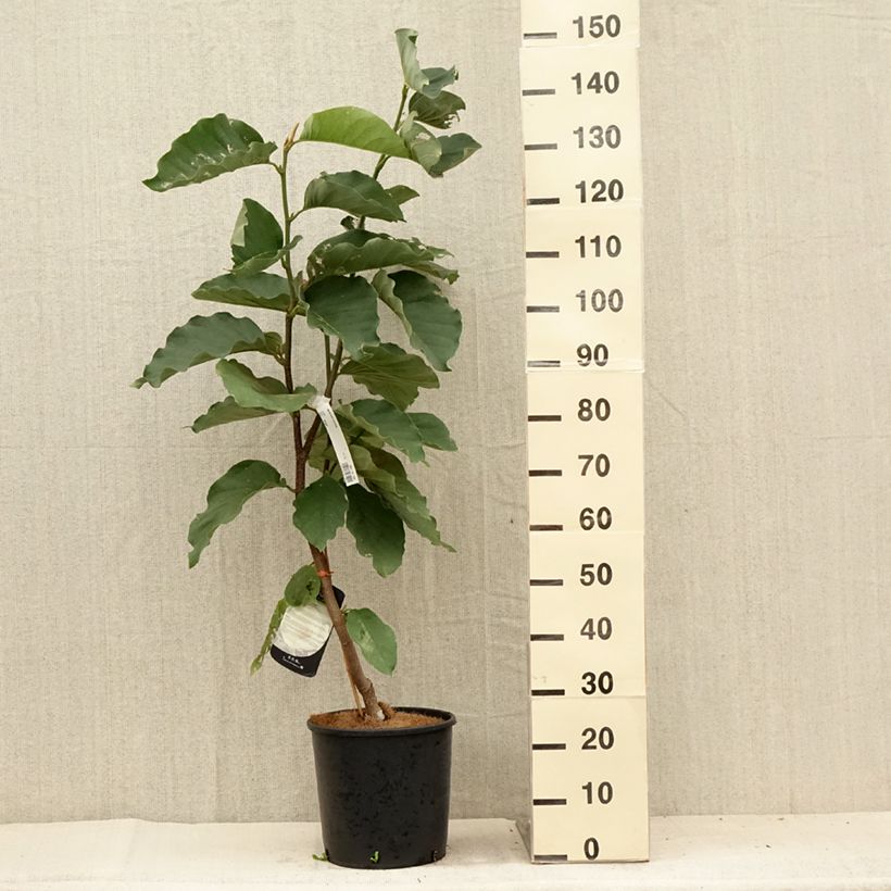 Exemplar von Magnolia Honey Tulip - Magnolie Topf mit 12L/15L wie im Sommer geliefert