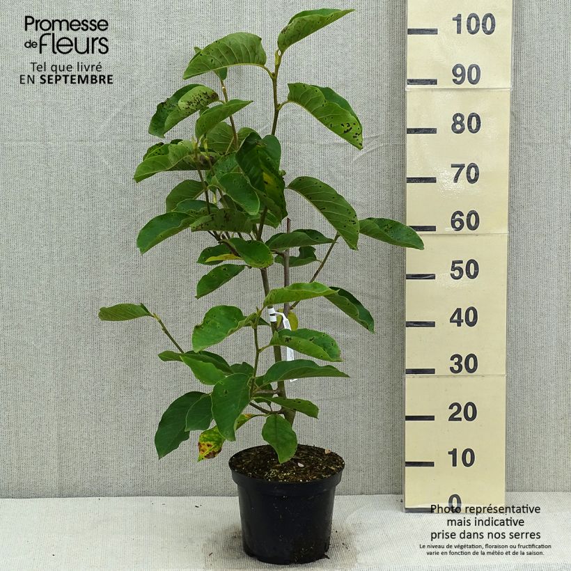 Example of Magnolia denudata Iolanthe - Yulan-Magnolie Topf mit 4L/5L as you get in ete