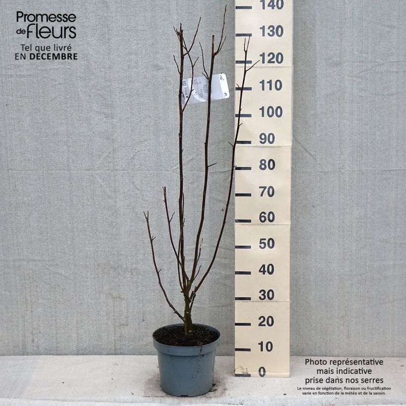 Example of Magnolia kobus - Kobushi-Magnolie Topf mit 4L/5L as you get in automne