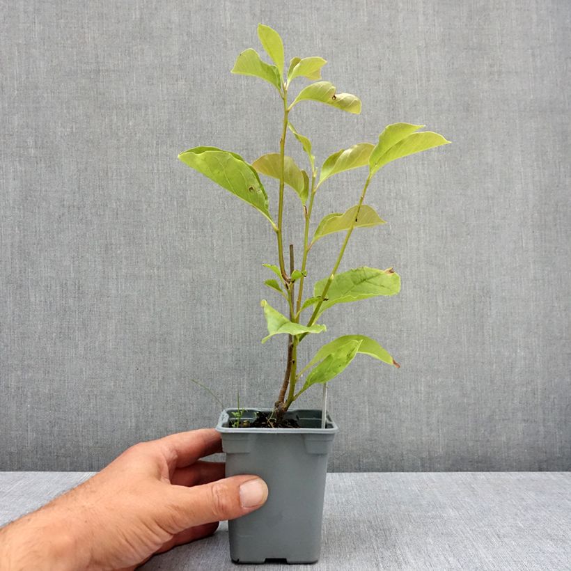 Exemplar von Magnolia liliflora Nigra Pot de 12 cm / 13 cm wie im Sommer geliefert