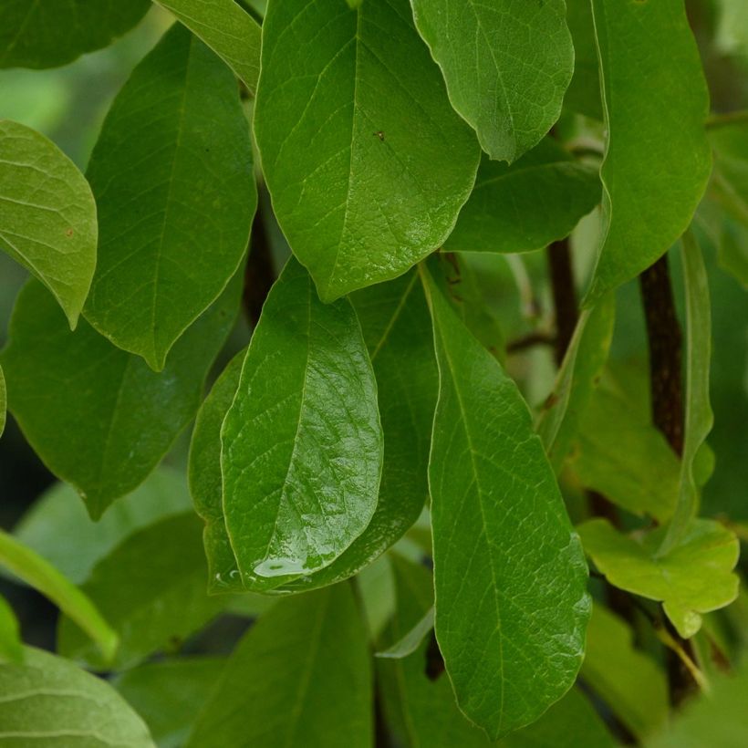 Magnolia loebneri Leonard Messel - Loebner-Magnolie (Foliage)
