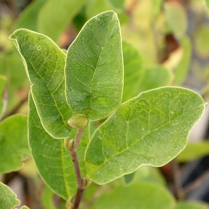 Magnolia loebneri Mags Pirouette - Loebner-Magnolie (Foliage)
