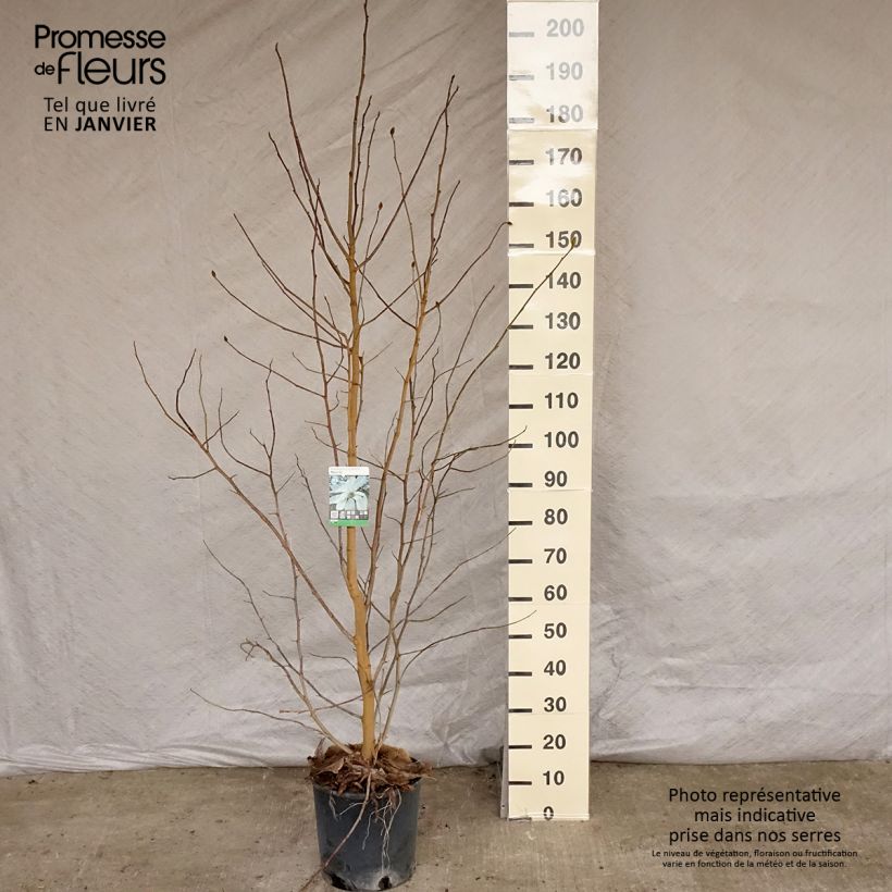 Exemplar von Magnolia loebneri Merrill - Loebner-Magnolie Topf mit 7,5L/10L wie im Winter geliefert