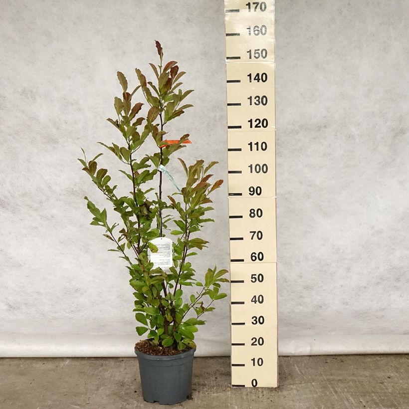 Exemplar von Magnolia loebneri Merrill - Loebner-Magnolie Topf mit 7,5L/10L wie im Frühjahr geliefert