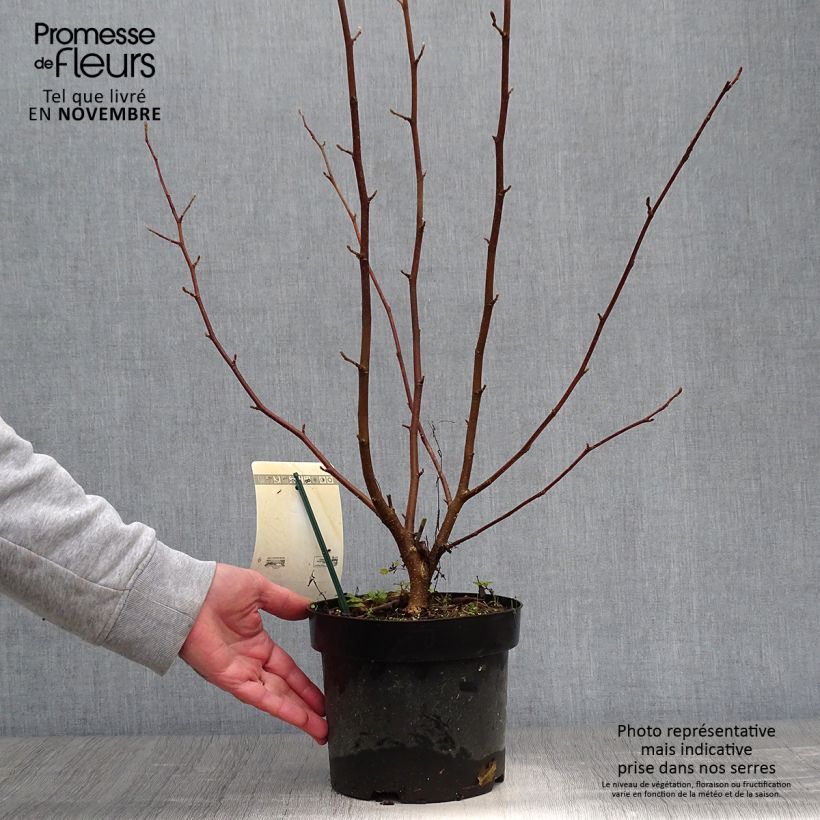 Example of Magnolia loebneri Merrill - Loebner-Magnolie Topf mit 3L/4L as you get in automne