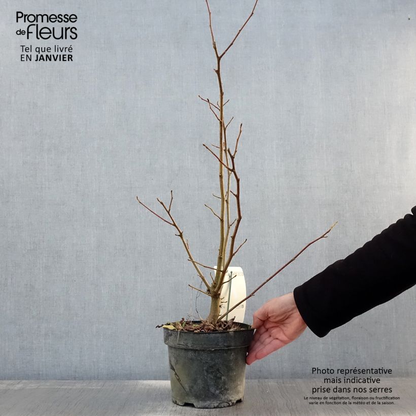 Exemplar von Magnolia loebneri Merrill - Loebner-Magnolie Topf mit 3L/4L wie im Winter geliefert