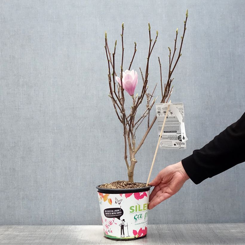 Exemplar von Magnolia soulangeana Andre Leroy - Tulpen-Magnolie Topf mit 4L/5L wie im Frühjahr geliefert