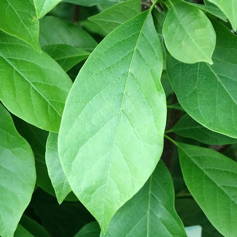 Magnolia soulangeana Andre Leroy - Tulpen-Magnolie (Foliage)