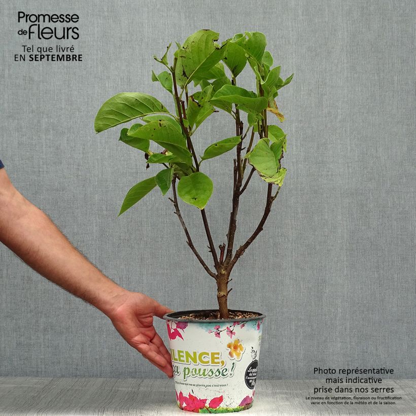 Example of Magnolia Manchu Fan - Magnolie Topf mit 4L/5L as you get in automne