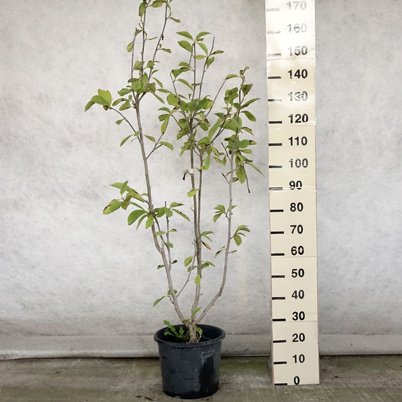 Example of Magnolia Manchu Fan - Magnolie Topf mit 7,5L/10L as you get in ete