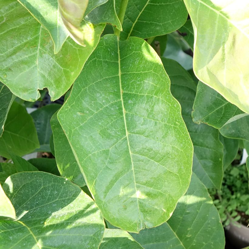 Magnolia soulangeana Meganolia - Tulpen-Magnolie (Foliage)