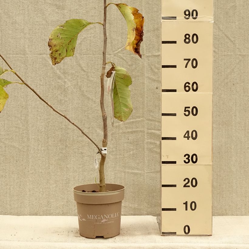 Example of Magnolia soulangeana Meganolia - Tulpen-Magnolie Topf mit 4L/5L as you get in automne