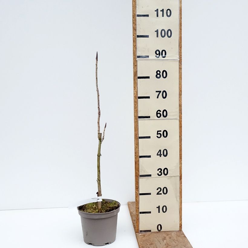 Exemplar von Magnolia officinalis - Arznei-Magnolie Topf mit 4L/5L wie im Winter geliefert