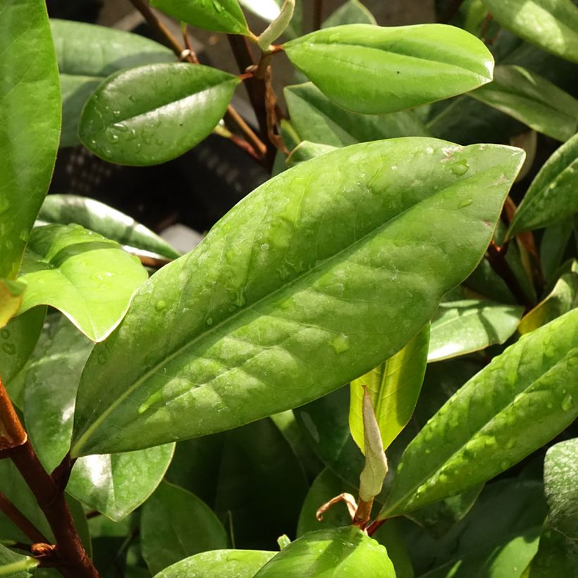 Magnolia grandiflora D.d. blanchard - Immergrüne Magnolie (Foliage)