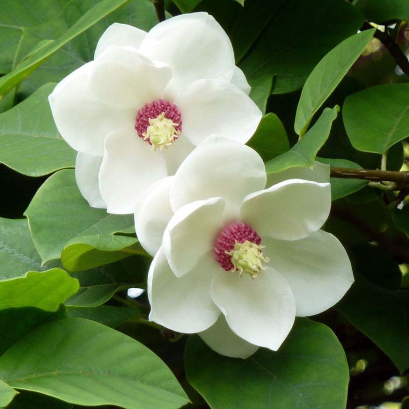 Magnolia sieboldii - Sommer-Magnolie (Flowering)