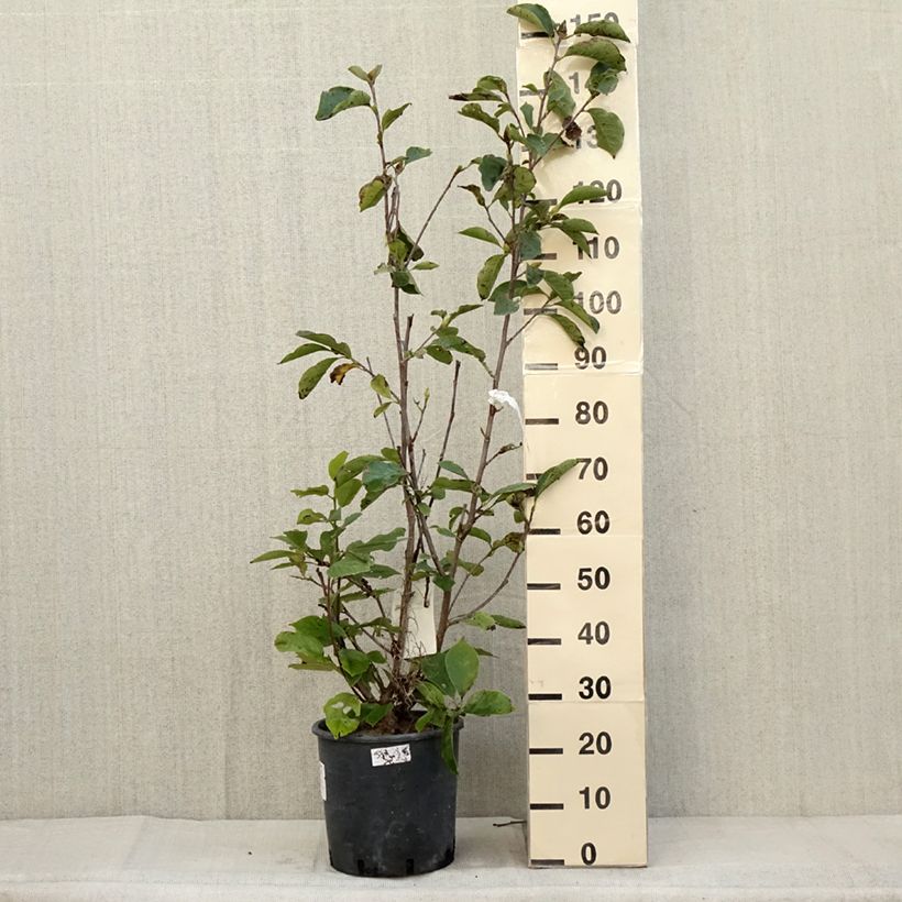 Example of Magnolia soulangeana Alba Superba - Tulpen-Magnolie Topf mit 6L/7L as you get in automne