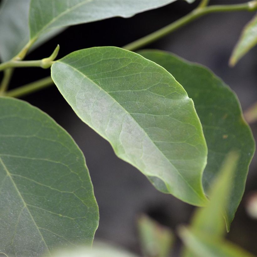 Magnolia soulangeana - Tulpen-Magnolie (Foliage)
