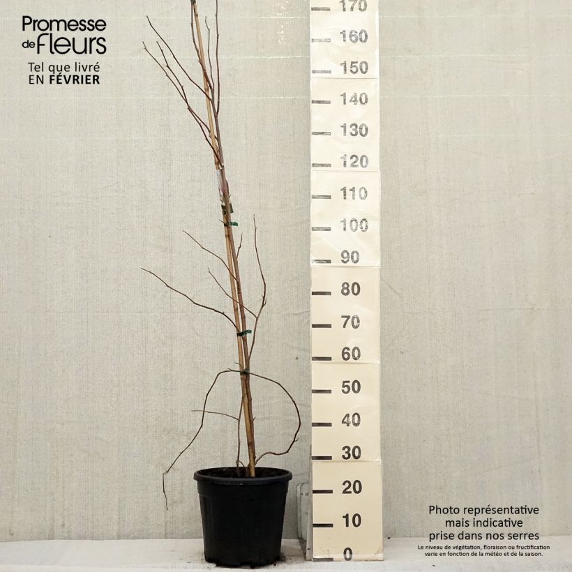 Exemplar von Magnolia soulangeana - Tulpen-Magnolie Topf mit 7,5L/10L wie im Winter geliefert