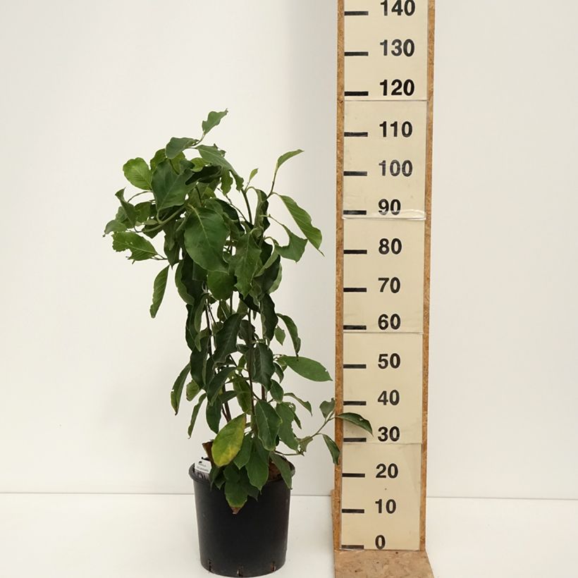 Example of Magnolia soulangeana - Tulpen-Magnolie Topf mit 7,5L/10L as you get in ete