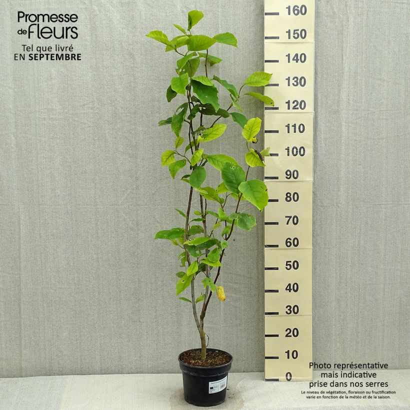 Example of Magnolia soulangeana Rustica Rubra - Tulpen-Magnolie Topf mit 3L/4L as you get in ete