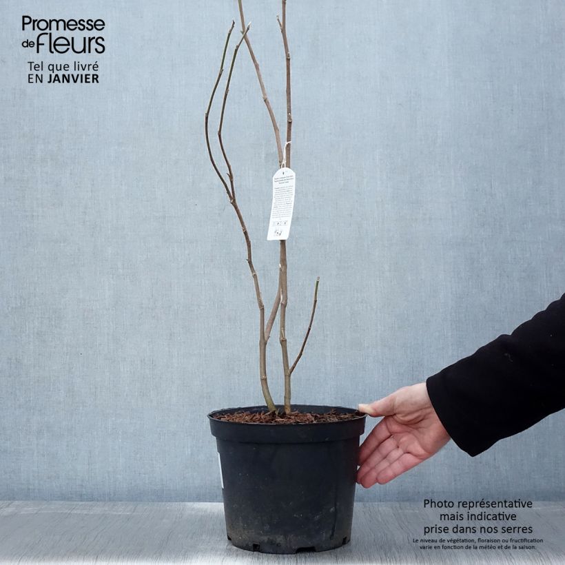 Exemplar von Magnolia soulangeana Rustica Rubra - Tulpen-Magnolie Topf mit 7,5L/10L wie im Winter geliefert