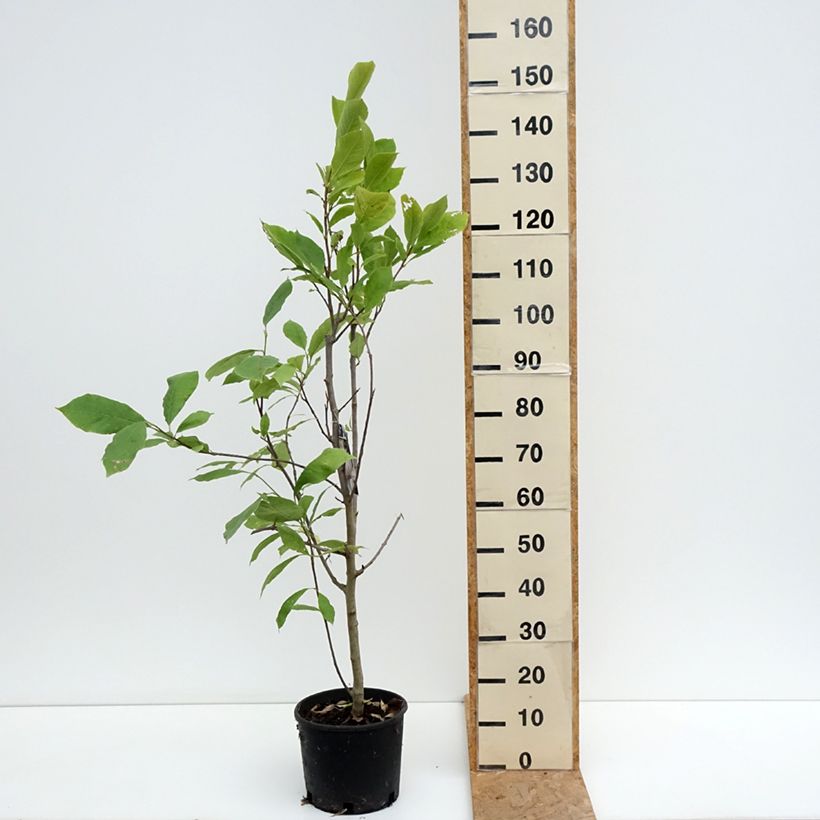 Example of Magnolia soulangeana Rustica Rubra - Tulpen-Magnolie Topf mit 7,5L/10L as you get in ete