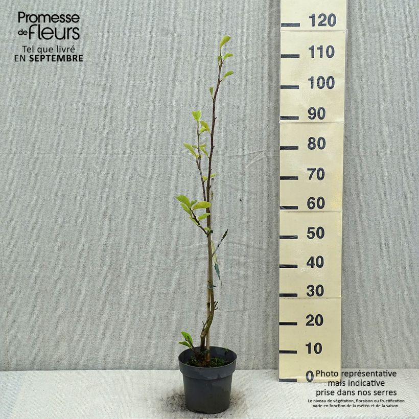 Example of Magnolia soulangeana Satisfaction - Tulpen-Magnolie Topf mit 2L/3L as you get in ete