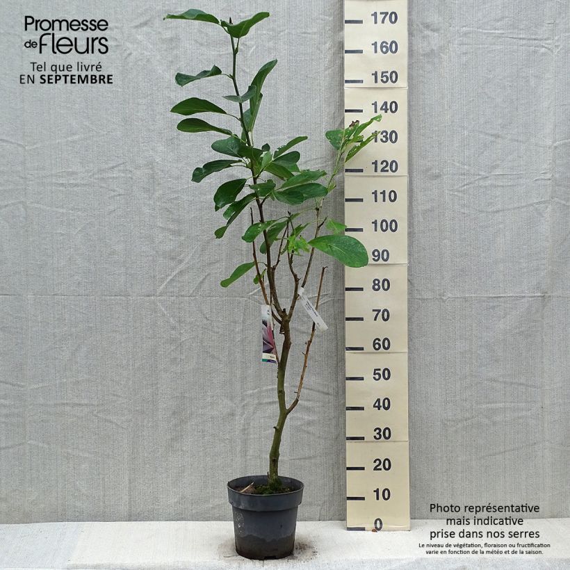 Example of Magnolia sprengeri Pink Beauty - Magnolie Topf mit 6L/7L as you get in automne