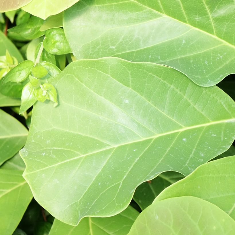Magnolia sprengeri Pink Beauty - Magnolie (Foliage)