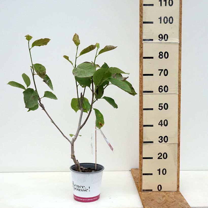 Exemplar von Magnolia Star Wars - Magnolie Topf mit 4L/5L wie im Herbst geliefert