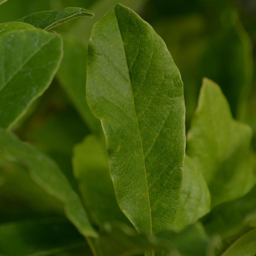 Magnolia stellata - Stern-Magnolie (Foliage)