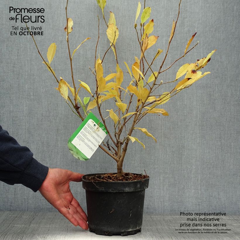 Example of Magnolia stellata - Stern-Magnolie Topf mit 2L/3L as you get in automne