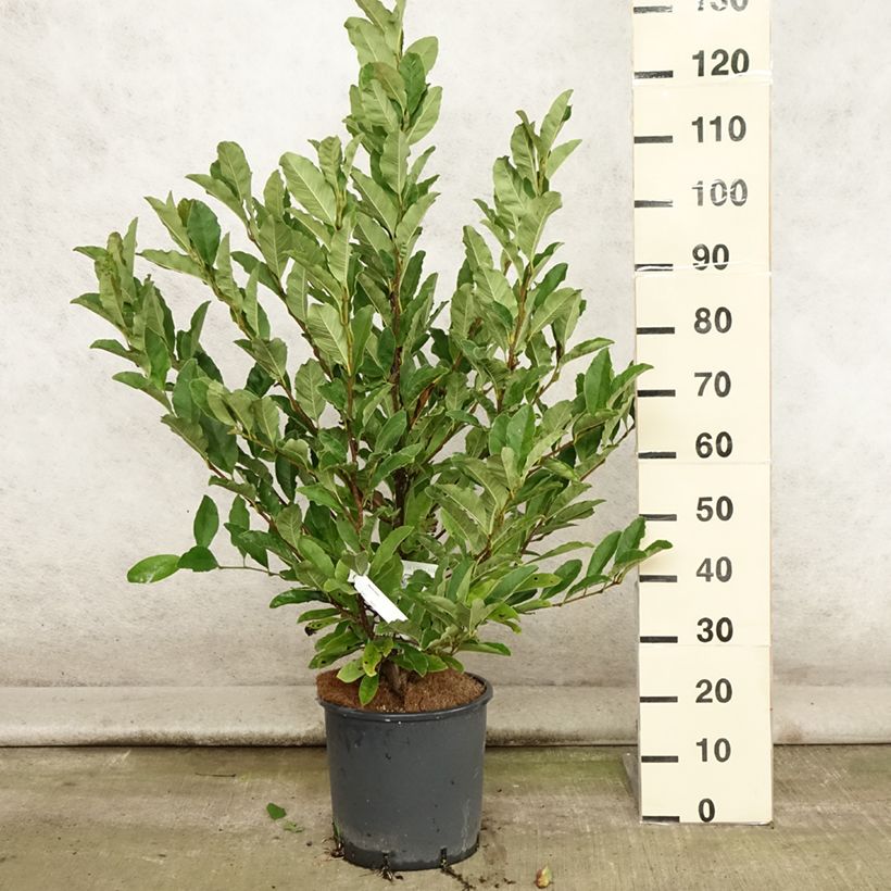 Example of Magnolia stellata - Stern-Magnolie Topf mit 7,5L/10L as you get in ete