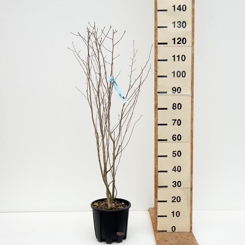 Exemplar von Magnolia stellata - Stern-Magnolie Topf mit 7,5L/10L wie im Herbst geliefert