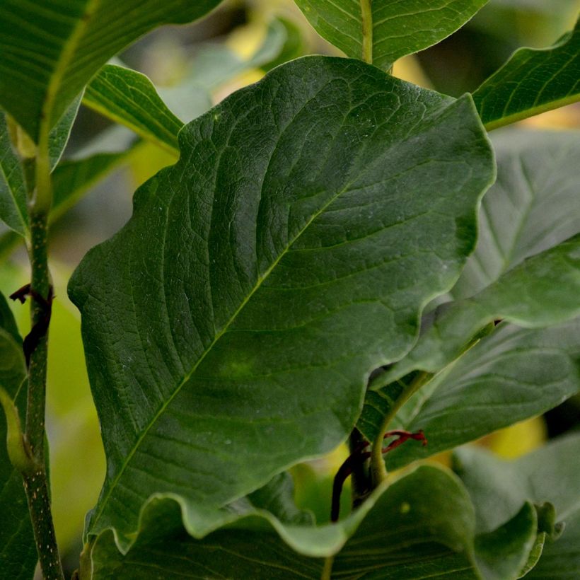 Magnolia stellata Rosea - Stern-Magnolie (Foliage)