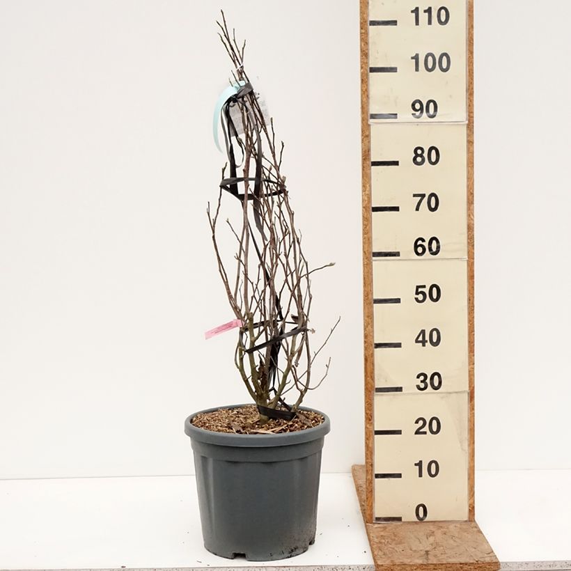 Exemplar von Magnolia stellata Rosea - Stern-Magnolie Topf mit 18L/20L wie im Winter geliefert