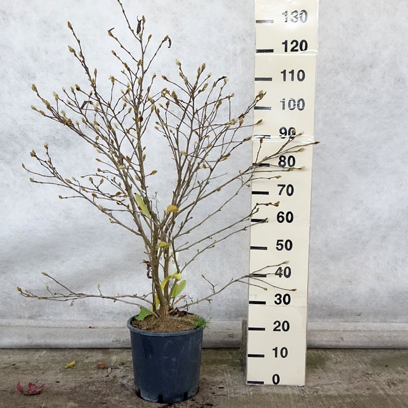 Example of Magnolia stellata Royal Star - Stern-Magnolie Topf mit 12L/15L as you get in automne