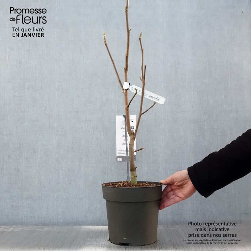 Exemplar von Magnolia brooklinensis Sunsation - Magnolie Topf mit 3L/4L wie im Winter geliefert