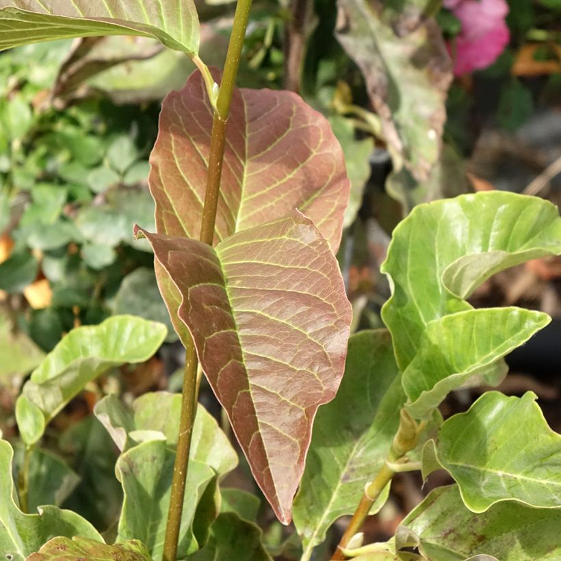 Magnolia Sunspire - Magnolie (Foliage)