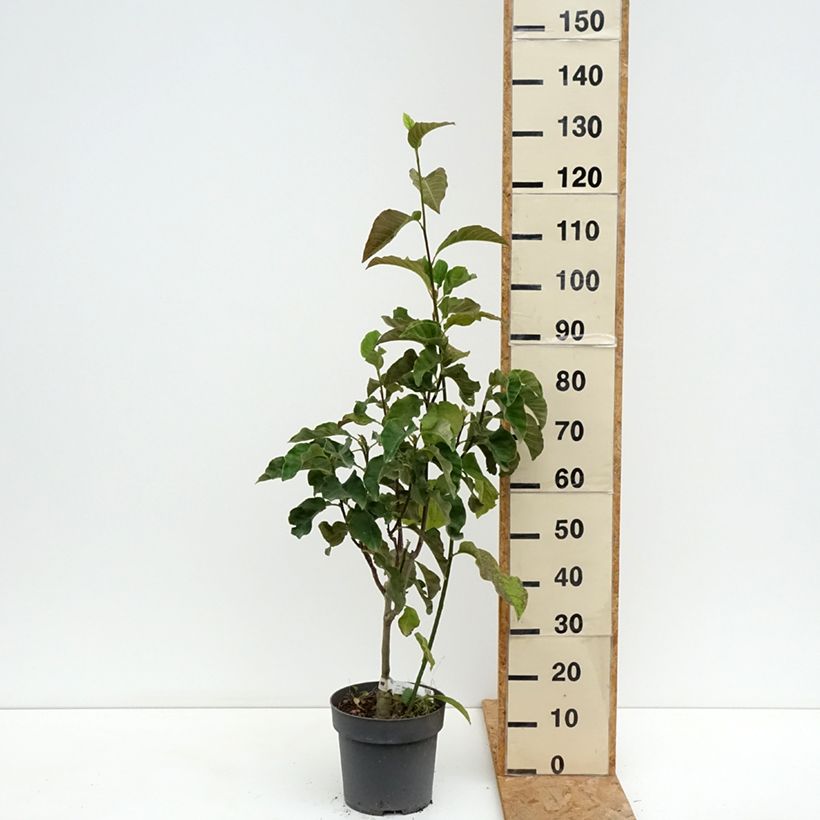 Example of Magnolia Sunspire - Magnolie Topf mit 6L/7L as you get in ete
