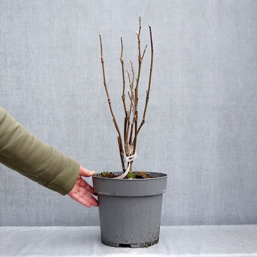 Exemplar von Magnolia Sunspire - Magnolie Topf mit 6L/7L wie im Winter geliefert