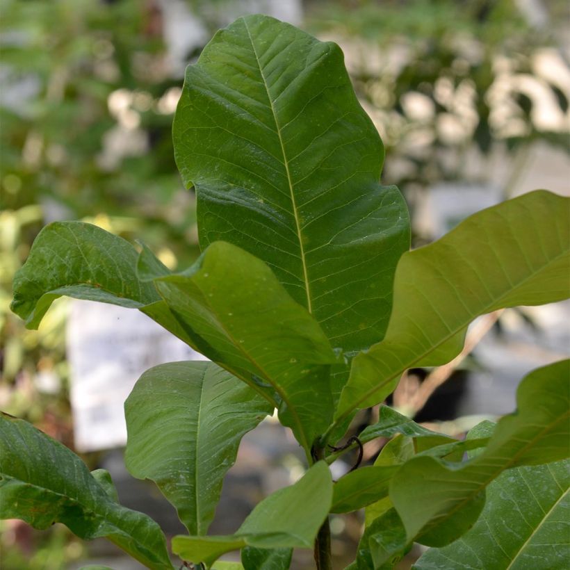 Magnolia tripetala - Schirm-Magnolie (Foliage)