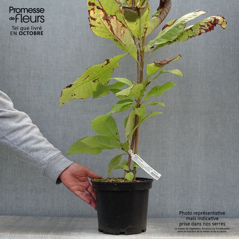 Example of Magnolia tripetala - Schirm-Magnolie Topf mit 3L/4L as you get in automne