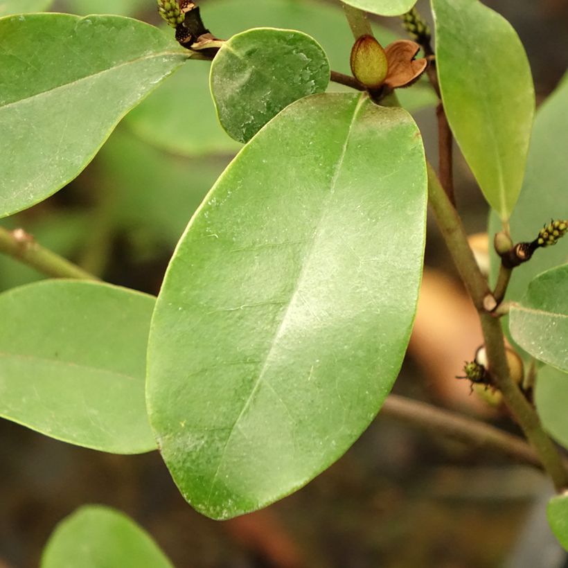 Magnolia White Caviar - Magnolie (Foliage)