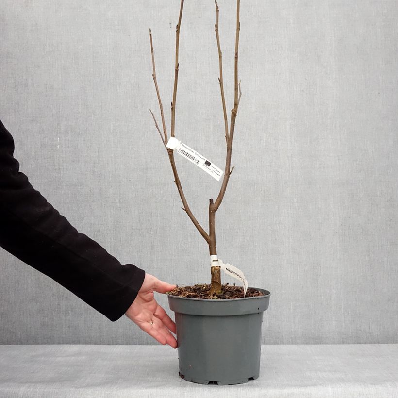 Exemplar von Magnolia acuminata Coral Lake - Gurken-Magnolie Topf mit 3L/4L wie im Winter geliefert