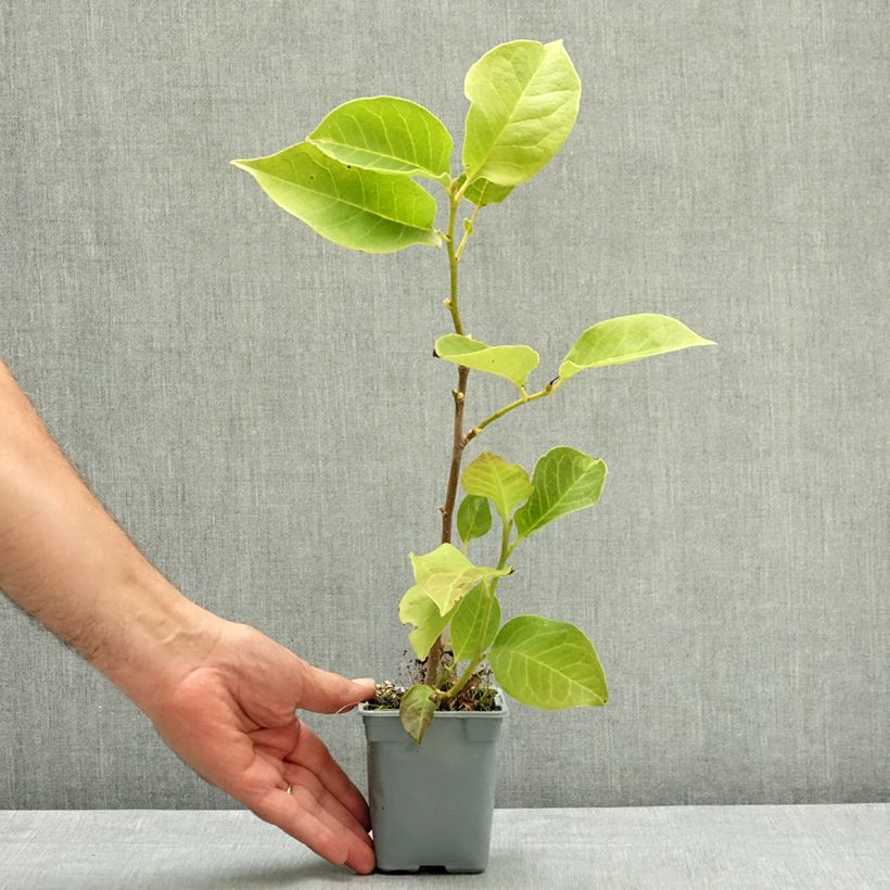 Exemplar von Magnolia x soulangeana Cameo  Pot de 12 cm / 13 cm wie im Sommer geliefert