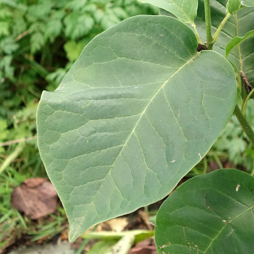 Magnolia soulangeana Cameo - Tulpen-Magnolie (Foliage)