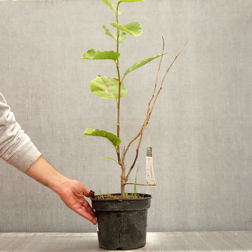 Example of Magnolia soulangeana Lennei - Tulpen-Magnolie Topf mit 4L/5L as you get in automne
