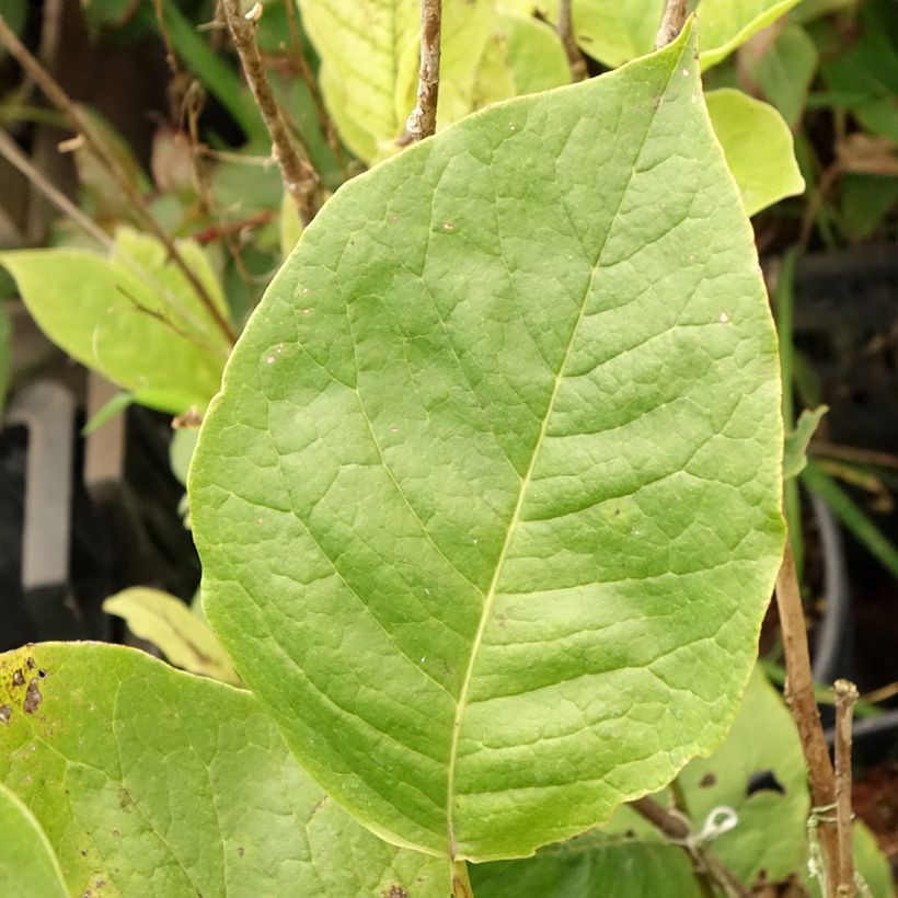 Magnolia soulangeana Lennei - Tulpen-Magnolie (Foliage)