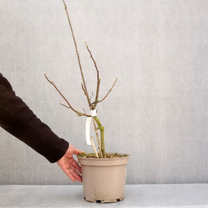 Example of Magnolia soulangeana Picture Superba - Tulpen-Magnolie Topf mit 4L/5L as you get in hiver